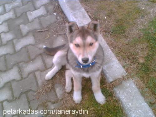 mex Erkek Alaskan Malamute