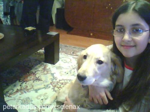 liza Dişi Golden Retriever