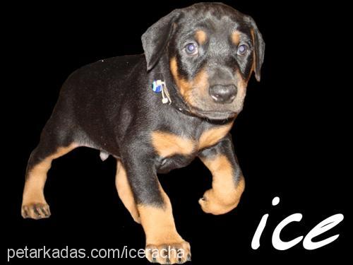 ice Erkek Doberman Pinscher