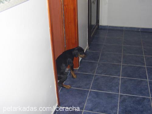 ice Erkek Doberman Pinscher