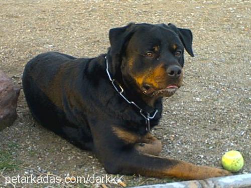 dark Erkek Rottweiler