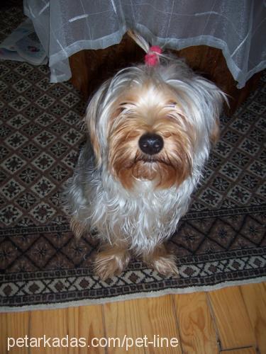 mitmit Dişi Yorkshire Terrier