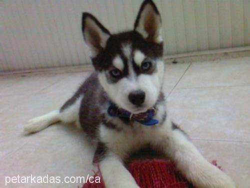 Çakir Erkek Sibirya Kurdu (Husky)