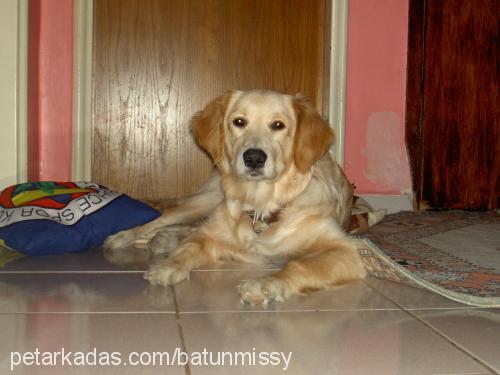 missy Dişi Golden Retriever