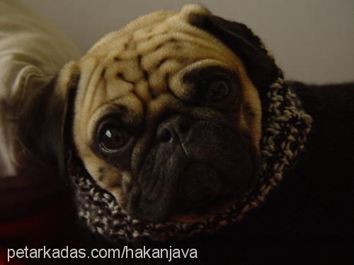 java Erkek Pug