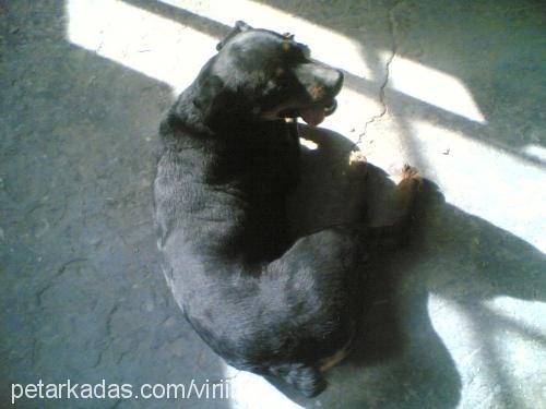 deyzi Dişi Rottweiler