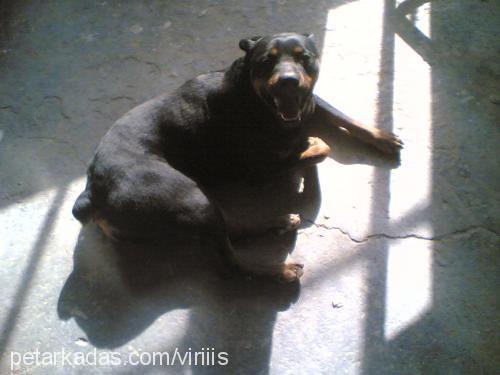 deyzi Dişi Rottweiler