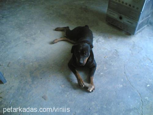 deyzi Dişi Rottweiler