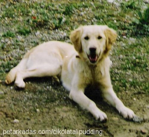 schummy Dişi Golden Retriever