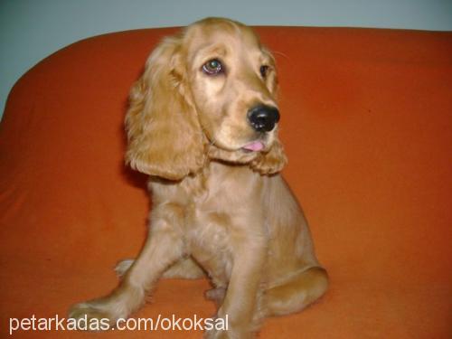 goldİe Erkek Amerikan Cocker Spaniel