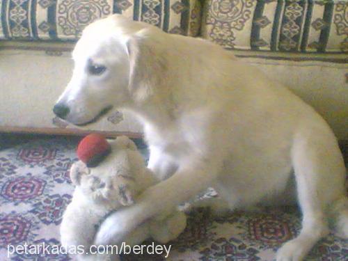 misy Dişi Golden Retriever