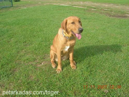 zeyna Dişi Labrador Retriever