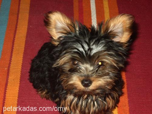 pepsİ Dişi Yorkshire Terrier