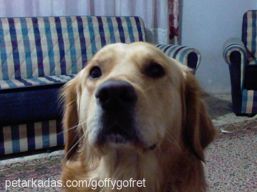 gofret Erkek Golden Retriever