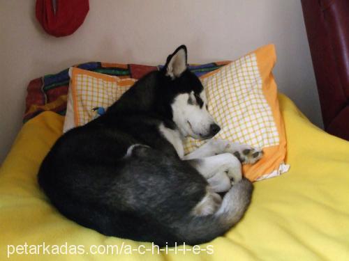 achilles Erkek Sibirya Kurdu (Husky)