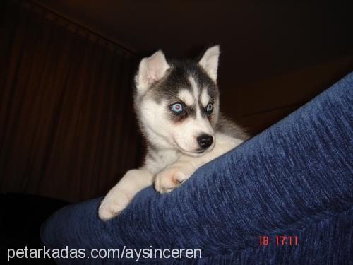 buzzzzz Dişi Sibirya Kurdu (Husky)