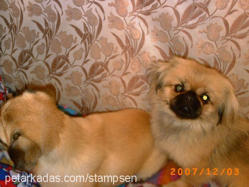 mişa Dişi Tibetli Spaniel