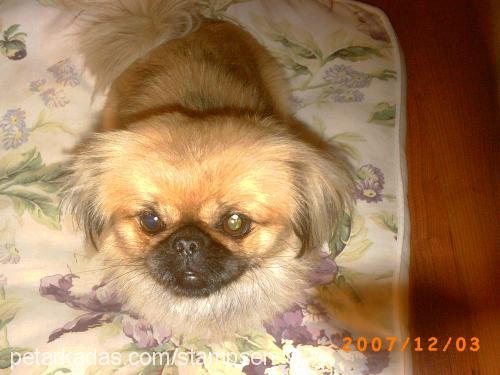 mişa Dişi Tibetli Spaniel