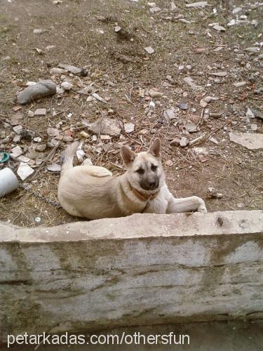 paşa Erkek Sibirya Kurdu (Husky)