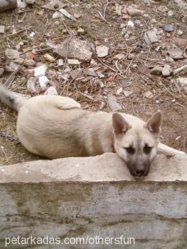 paşa Erkek Sibirya Kurdu (Husky)