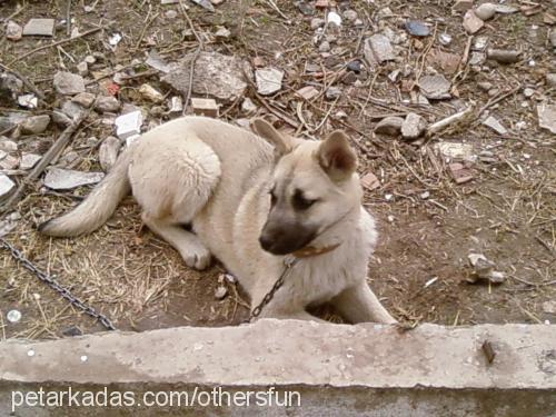 paşa Erkek Sibirya Kurdu (Husky)