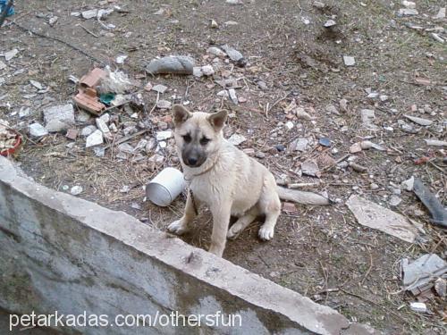 paşa Erkek Sibirya Kurdu (Husky)