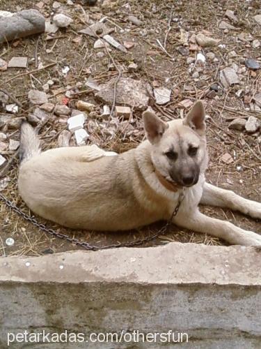 paşa Erkek Sibirya Kurdu (Husky)