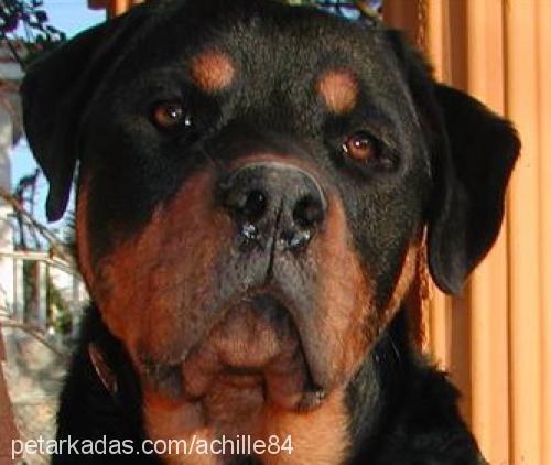 king Erkek Rottweiler