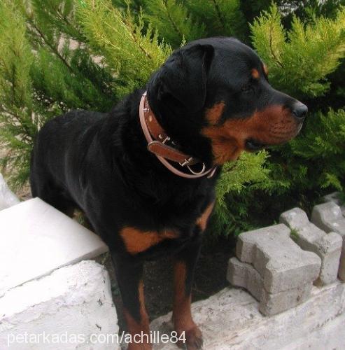 king Erkek Rottweiler