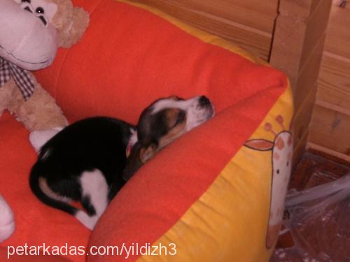 fındık Erkek Beagle