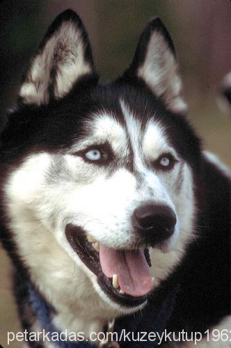 lusİ Dişi Sibirya Kurdu (Husky)