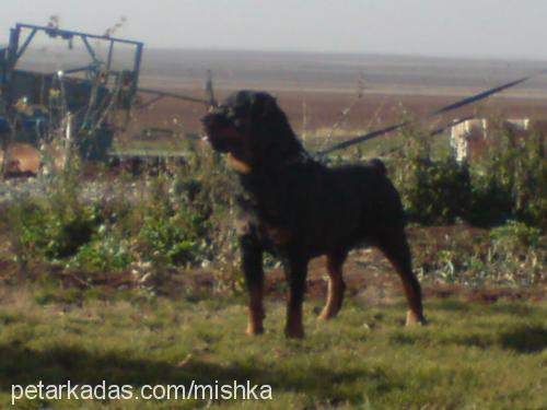 cekky Erkek Rottweiler