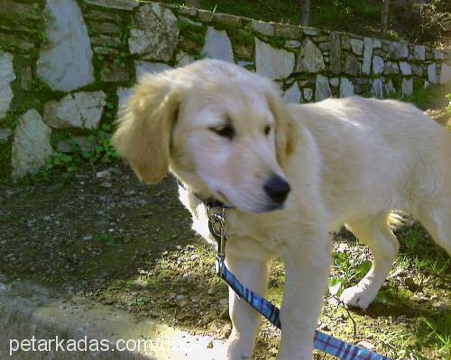 oddie Dişi Golden Retriever