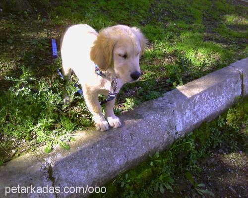 oddie Dişi Golden Retriever