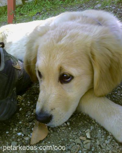 oddie Dişi Golden Retriever