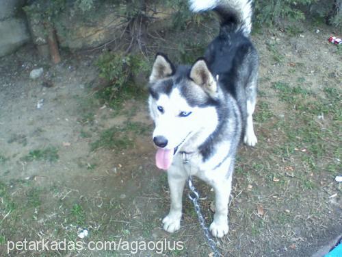 rocky Erkek Sibirya Kurdu (Husky)