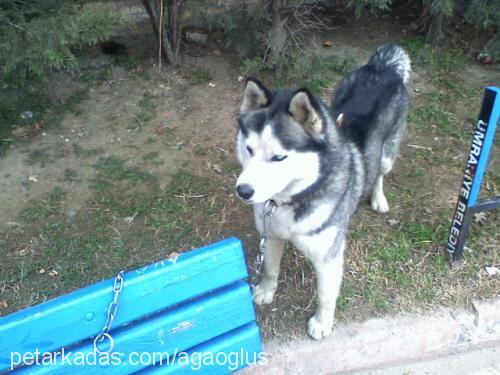 rocky Erkek Sibirya Kurdu (Husky)