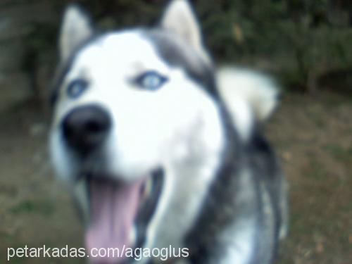 rocky Erkek Sibirya Kurdu (Husky)