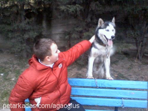 rocky Erkek Sibirya Kurdu (Husky)