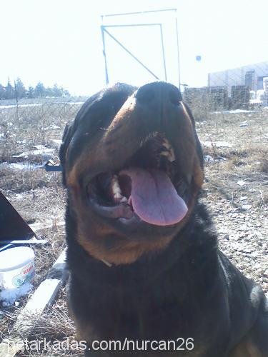 maço Erkek Rottweiler