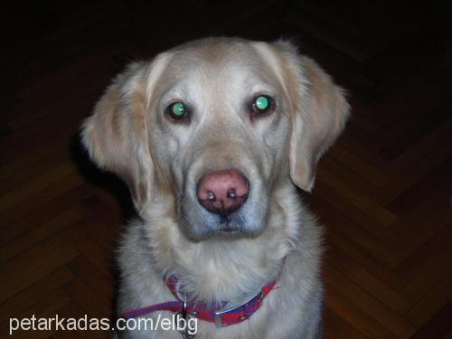 goldie Dişi Golden Retriever