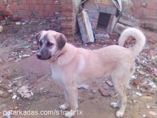 rex Erkek Kangal