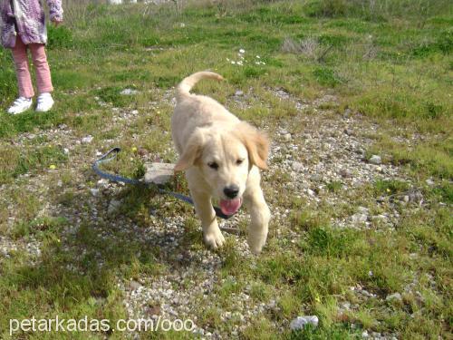 oddie Dişi Golden Retriever