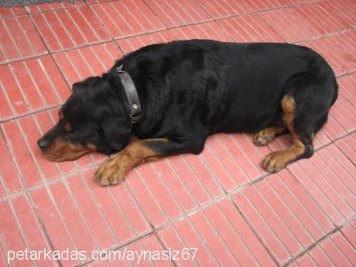 şans Dişi Rottweiler