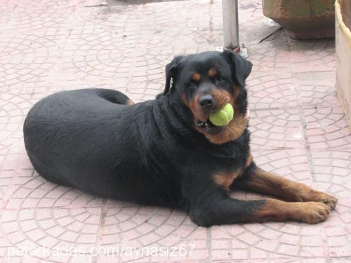 şans Dişi Rottweiler