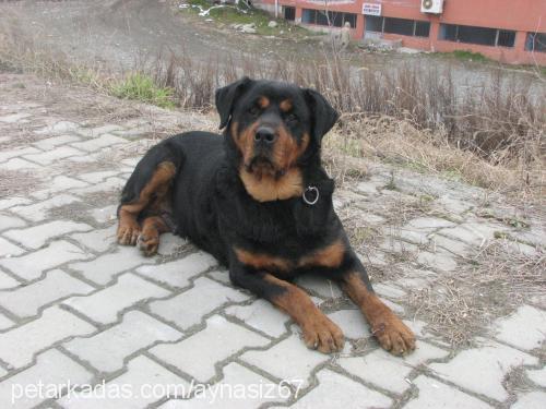 şans Dişi Rottweiler