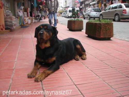 şans Dişi Rottweiler