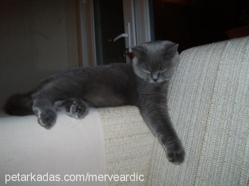 çakıl Dişi British Shorthair