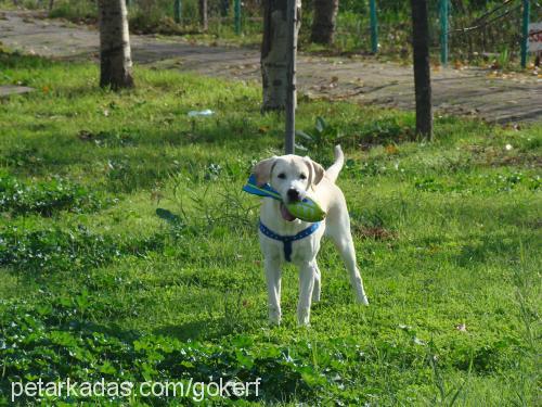 kÖpÜk Erkek Labrador Retriever