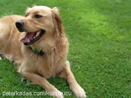 tarÇin Erkek Golden Retriever